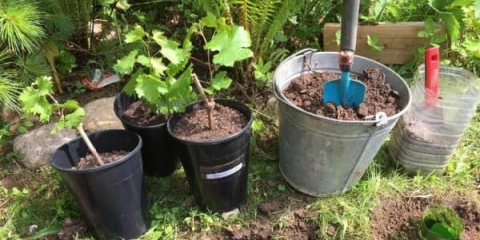 Grožđe - kako saditi i negovati na otvorenom, sadnja i njega za početnike